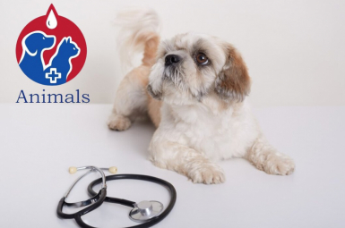 Все виды ветеринарных услуг. Выезд на дом. Ветклиника 