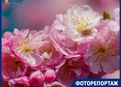 Завораживающее цветение сакуры показал фотограф в Волгограде 