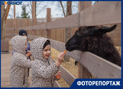 Деревня альпак появилась в Волгограде 