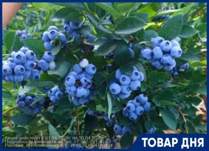 Саженцы голубики с почками 3-х летние от плантации голубики. 