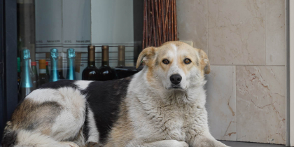 Чиновники раздадут волгоградцам деньги за помощь с бездомными собаками