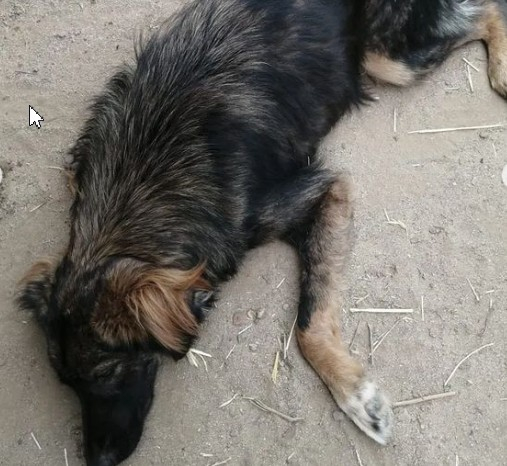 Волгоградский приют заявил о смертельном для собак нашествии блох в жару: видео
