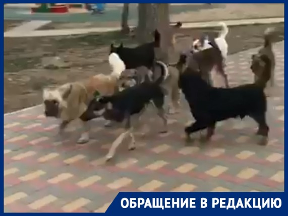 Стая собак держит в страхе Дубовку в Волгоградской области: видео