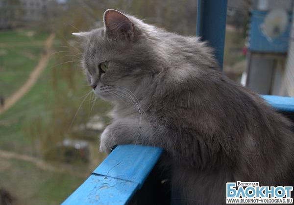 В конкурсе «Самый красивый кот Волгограда» участвует Марго