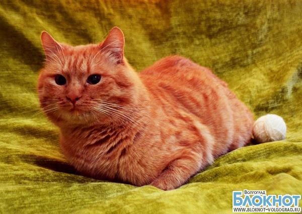 Самым красивым котом Волгограда может стать Рыжик Морозов