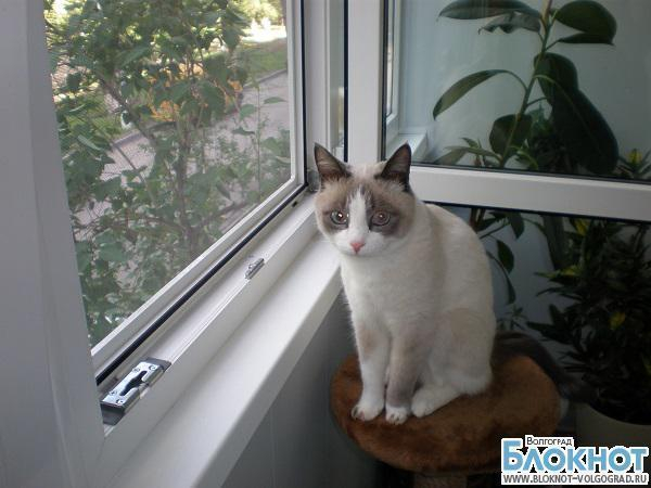 Самым красивым котом Волгограда может стать Маркиз