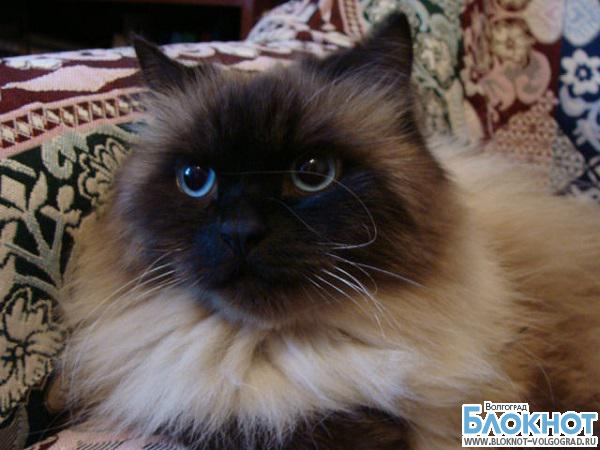 Самым красивым котом Волгограда может стать Тимон
