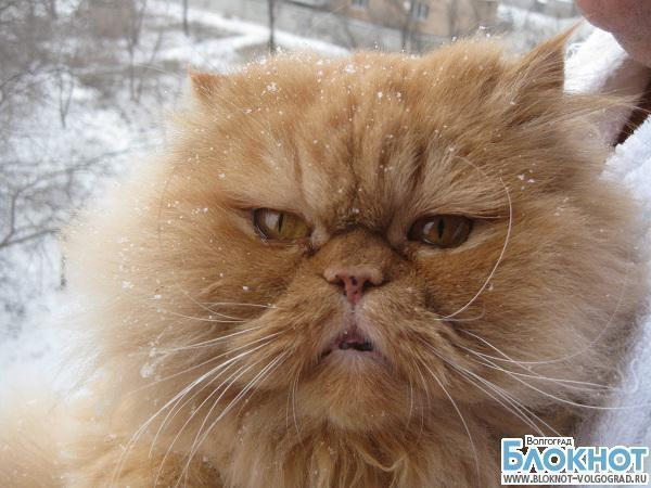 Участвовать в конкурсе «Самый красивый кот Волгограда» будет Масян