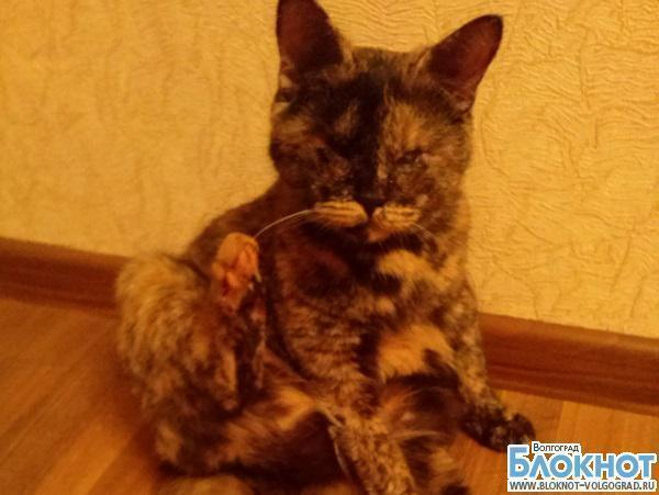 Люся будет бороться за звание самой красивой кошки Волгограда