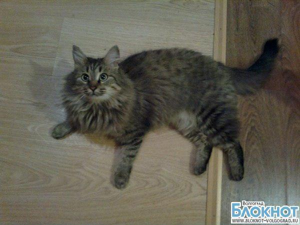Анфиса хочет победить в конкурсе «Самый красивый кот Волгограда»