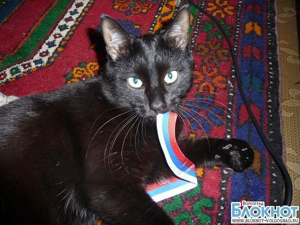В конкурсе «Самый красивый кот Волгограда» участвует Василий