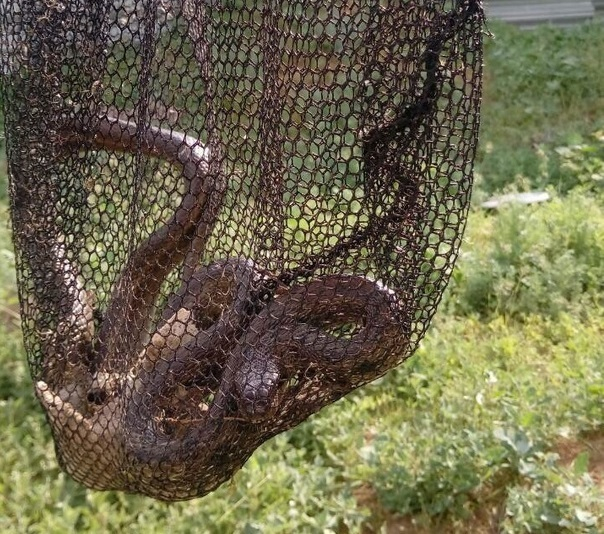 Огромная краснокнижная змея напугала жителей одного из дворов Волжского