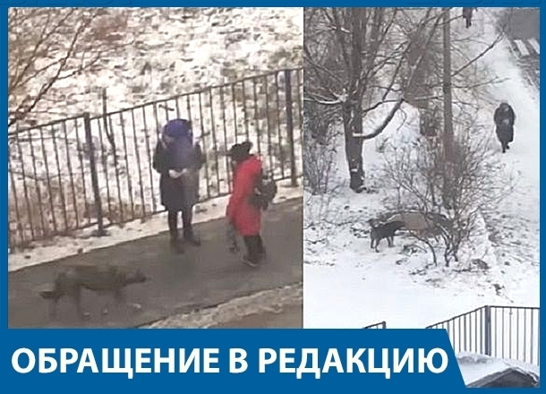 Бродячая собака нападает на детей возле школы в Центральном районе Волгограда