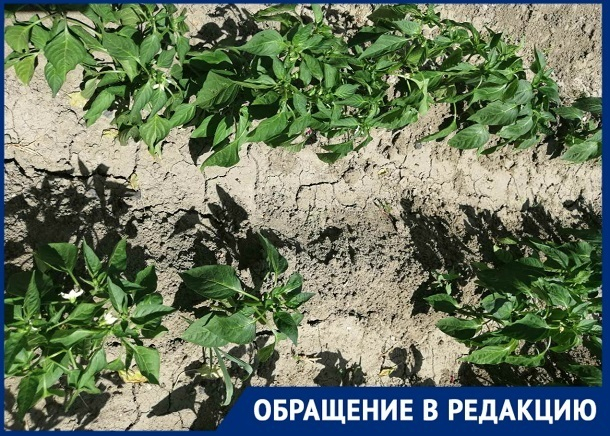 Колонки для воды снесли: дачники СНТ «Нефтяник-2» в Волгограде неделю «хоронят» урожай