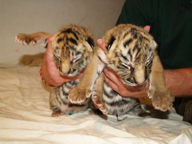 В передвижном зоопарке в Волгограде родились тигрята