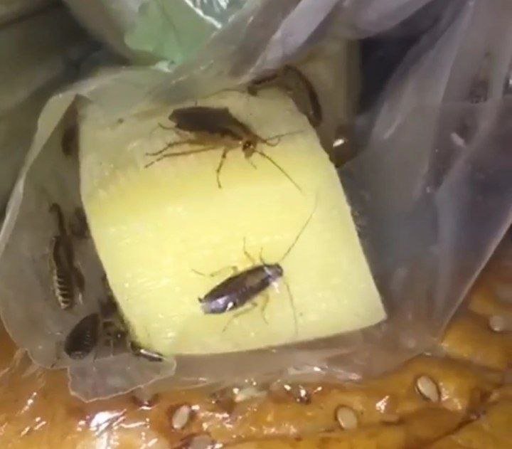 Тараканов в простынях и холодильнике сняли на видео в больнице под Волгоградом