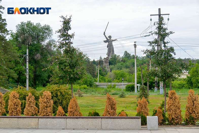 Деревья волгограда фото и названия