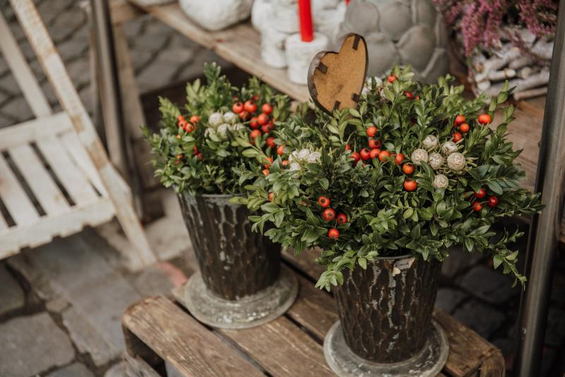Яркая композиция даже зимой: какие живые цветы могут выдержать морозы в Волгоградской области