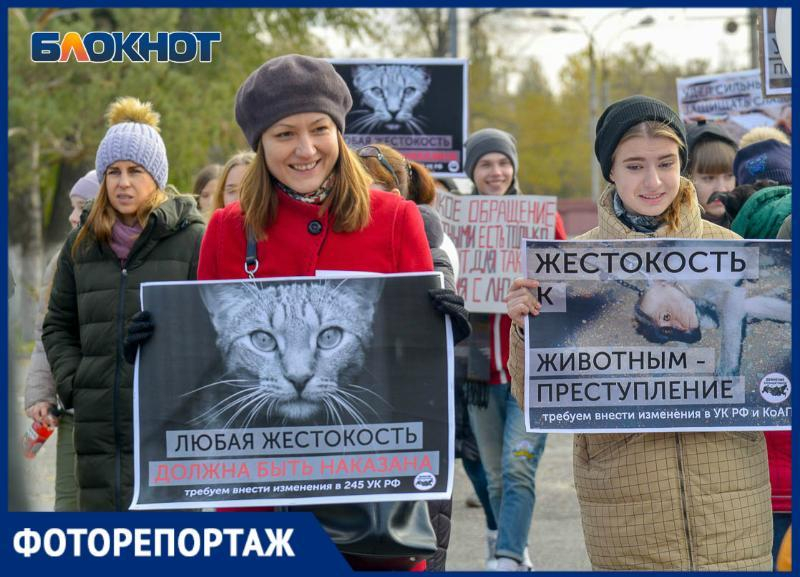 «Проблема - в безответственности людей»: волгоградцы присоединились ко всероссийскому митингу в защиту животных
