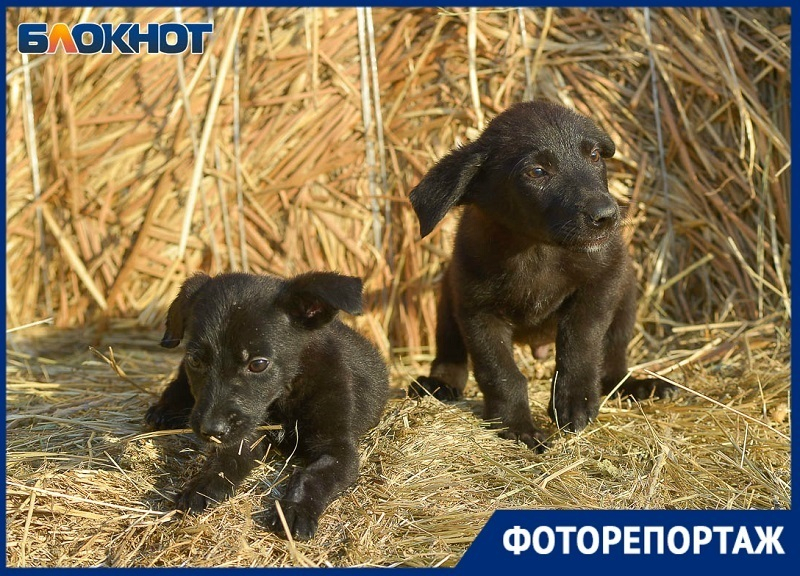 400 брошенных собак с добрыми глазами в волгоградском приюте попали в объектив фотографа