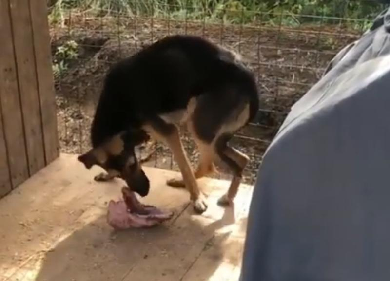 Собака с «прилипшим животом» шокировала волонтеров приюта в Волгограде, родив щенков