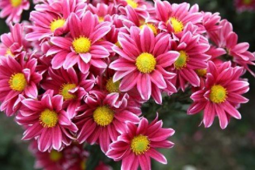 В городе Волжском состоится Бал хризантем