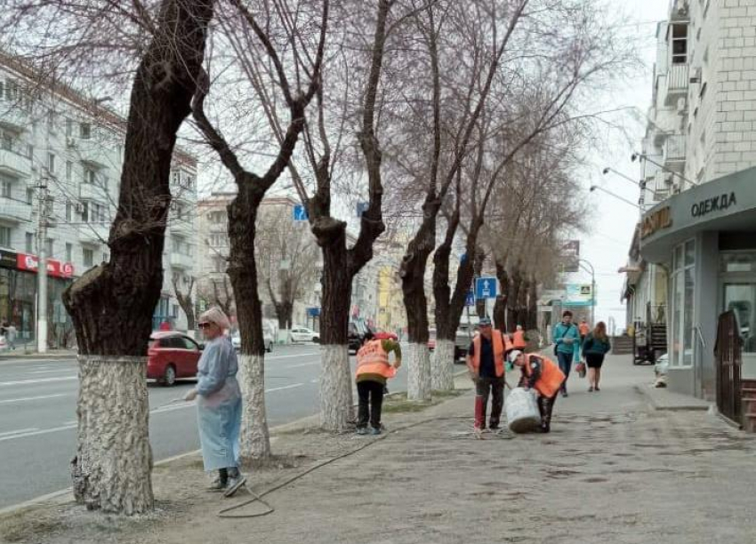 «Пережиток коммунистического прошлого»: мэрия объяснила, зачем в Волгограде белят деревья