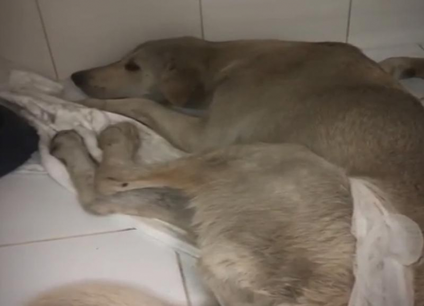Спустя две недели после спасения пес, которого сбили на Мамаевом кургане в Волгограде, продолжает не доверять людям