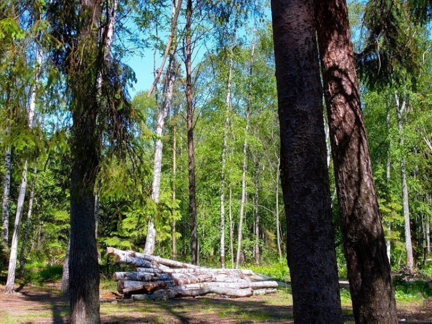 В Волгоградской области чистят леса
