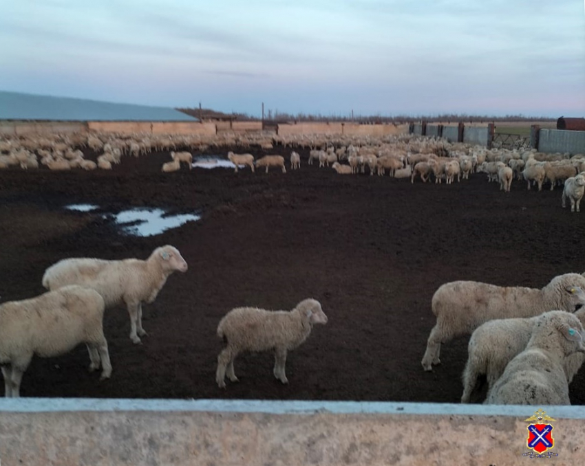 Волгоградским чабанам грозит 6 лет тюрьмы за обмен овец на машину 