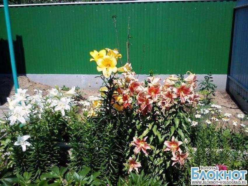 В Волгоградской области сфотографировали лучшие цветочные композиции