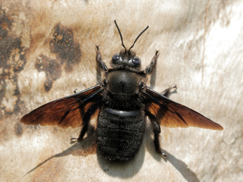 Пчела-плотник трудится и дырявит в одиночку телеграфные столбы в  Волгоградской области