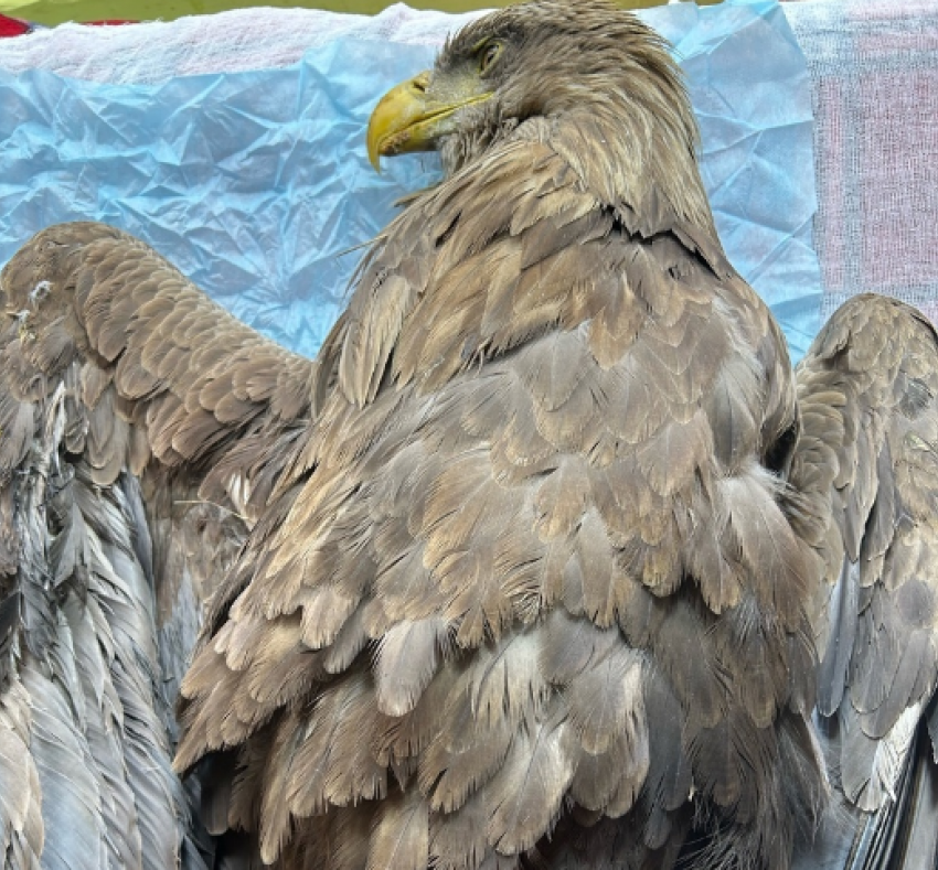 Найденному в истощении под Волгоградом краснокнижному орлану ампутировали крыло 