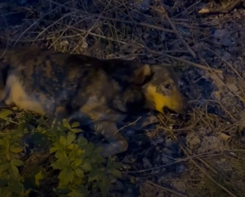 Живую собаку с пулей в голове нашли в Волгограде