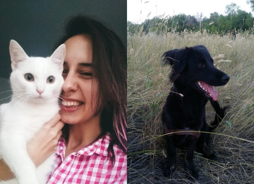 Онлайн-сервис для подбора кошек и собак из городских приютов создала 23-летняя волгоградка