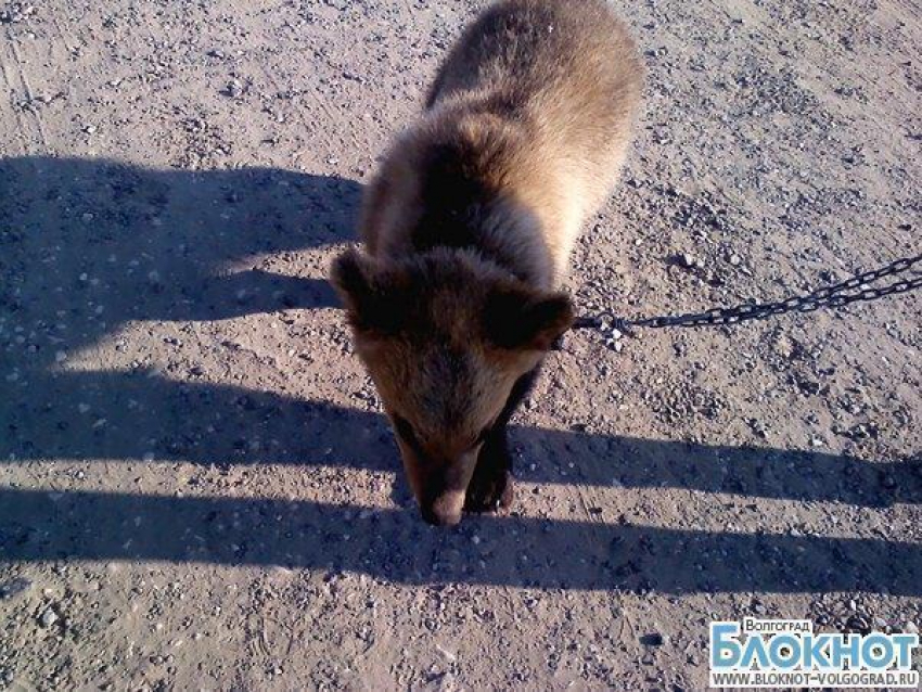 В Волгограде по улице гуляет живой медведь