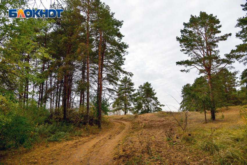 Волгоградцам до конца октября запретили посещать леса