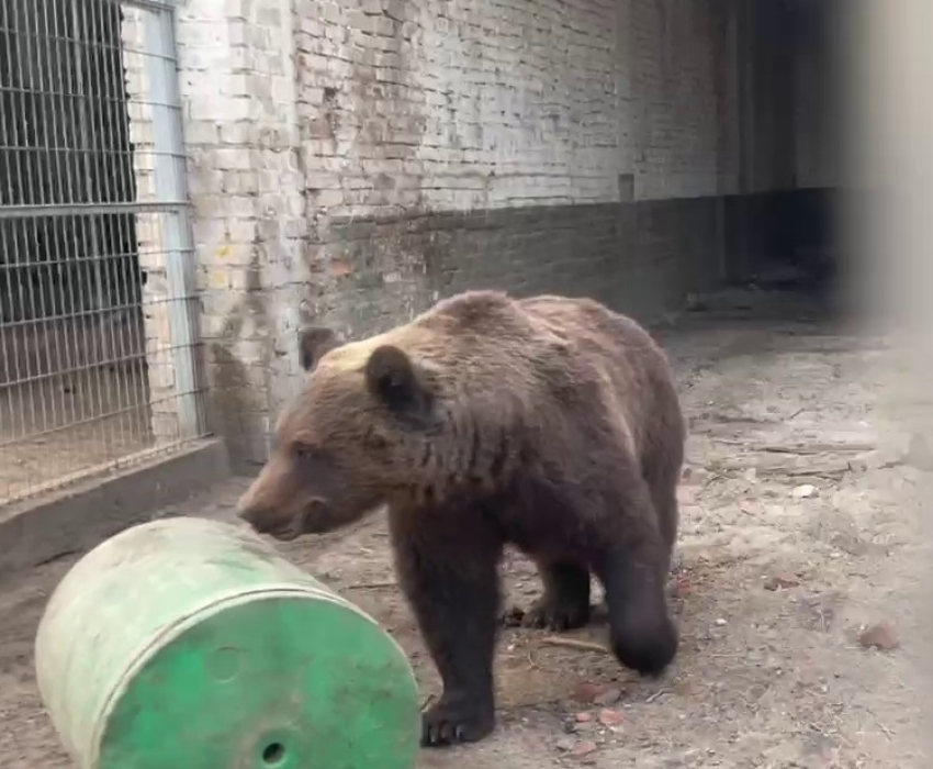 Страдающего хроническим насморком медведя в Волгограде лишили бассейна