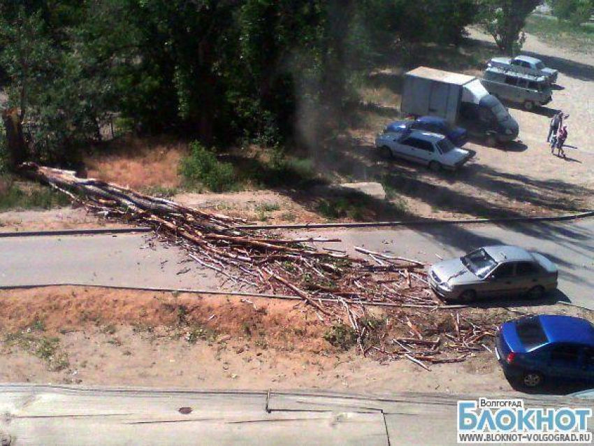 В Волгограде упавшее дерево разбило лобовое стекло такси