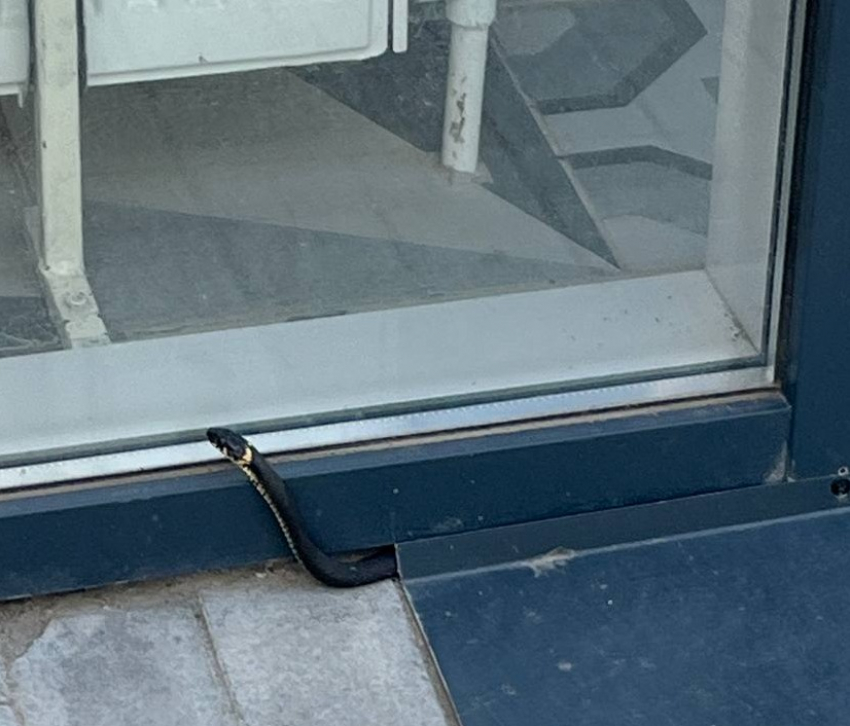 Змея заползла в щель «Покупалко» в центре Волгограда: фото