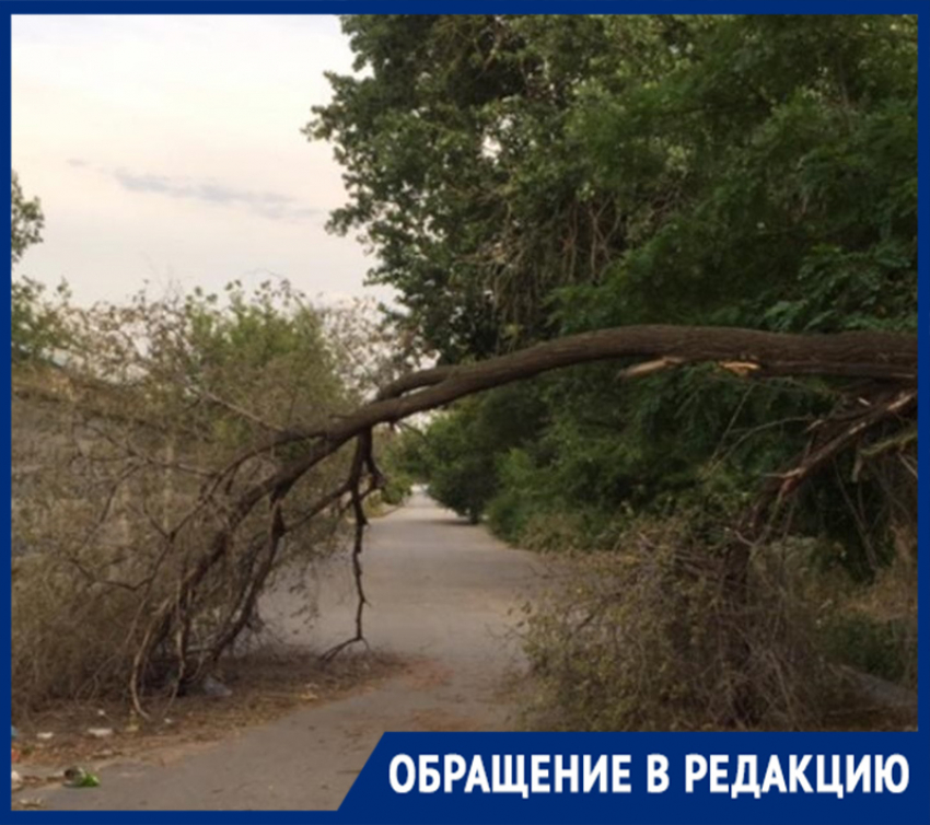 Сломавшаяся ветка дерева напротив «Европа Сити Молл» перегородила проезд