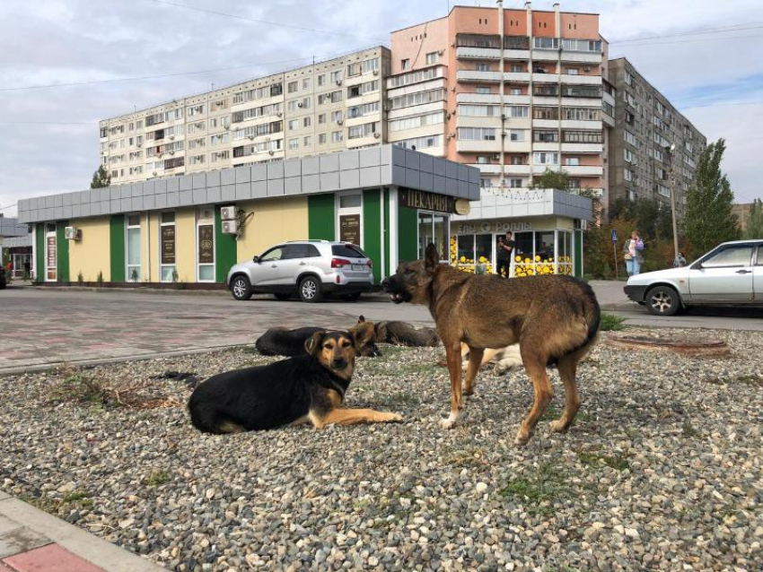 Стали известны зарплаты жалующихся на нехватку средств муниципальных предприятий Волгограда