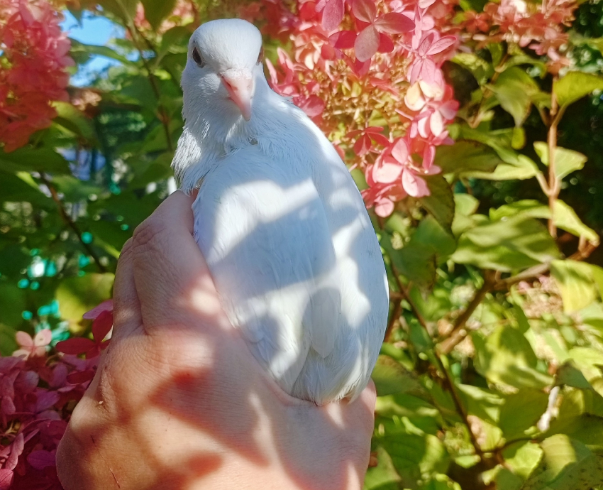 Стала известна дальнейшая судьба прилетевшего из Японии в Волгоград голубя