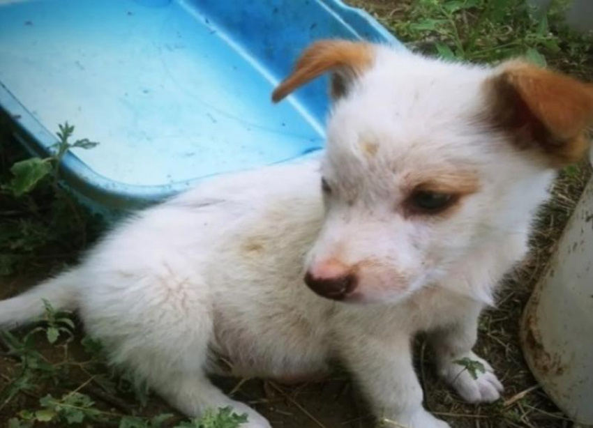 Одиннадцать щенят с распухшими животами спасают от голодной смерти в Волгограде 