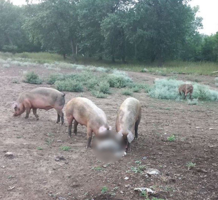 «На острове Сарпинский каннибализм свиней»: волгоградец шокирован расправой над барашком 