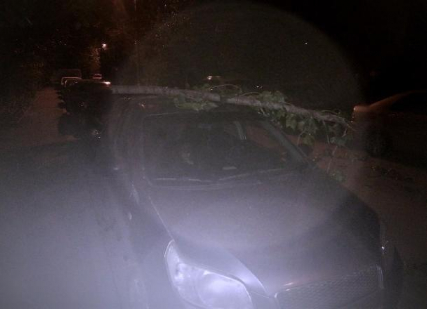 Ночной ураган валил деревья в центре Волгограда, - жительница