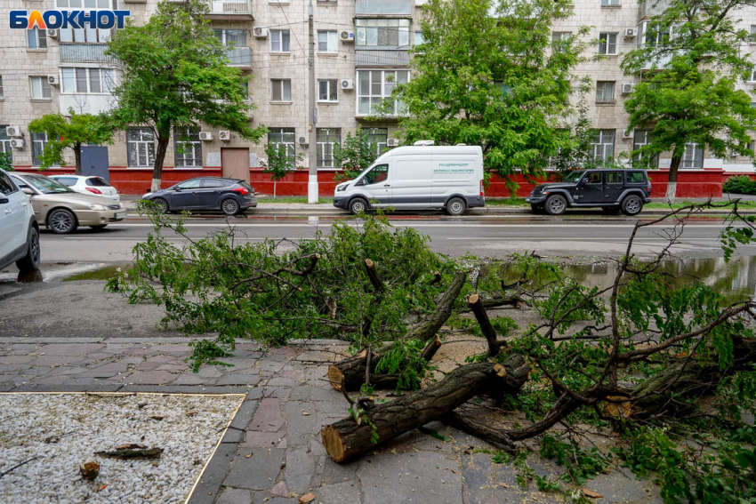 Мэр Волгограда в пять раз снизил компенсацию за порчу зеленых насаждений