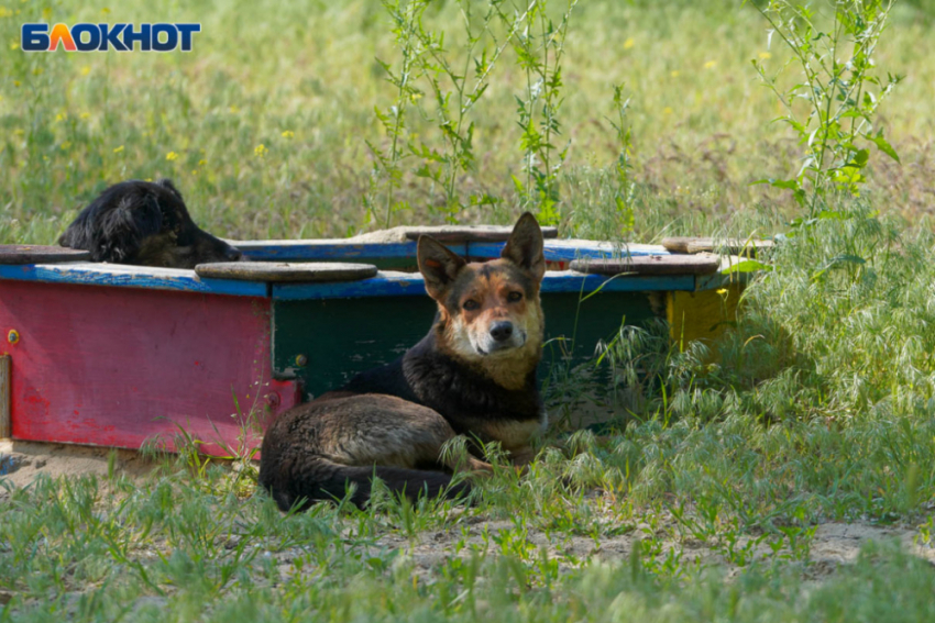 Чат-бот для отлова собак создали в Волгограде