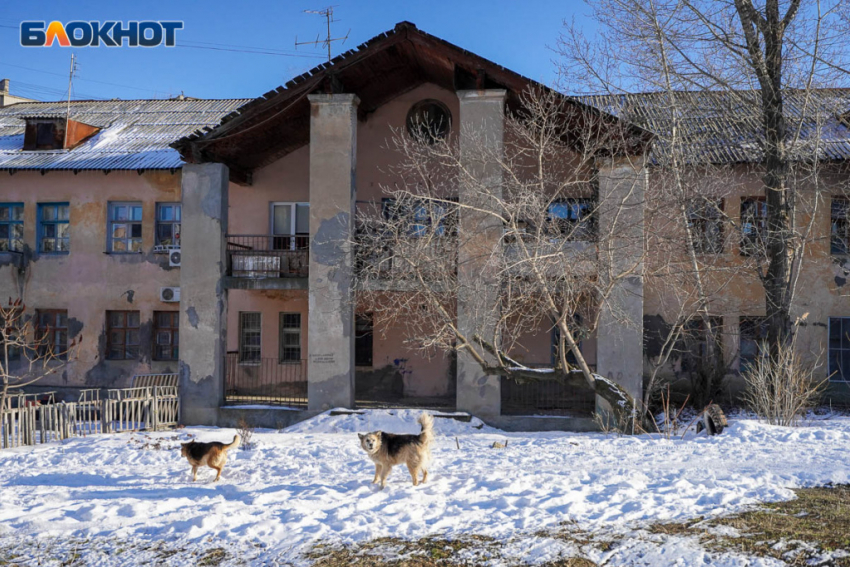 В Волгограде ограничили места выгула собак