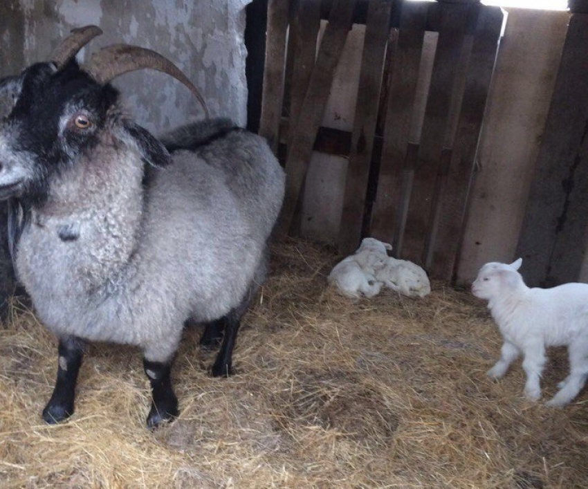 Под Волгоградом «бесплодная» коза стала многодетной матерью 